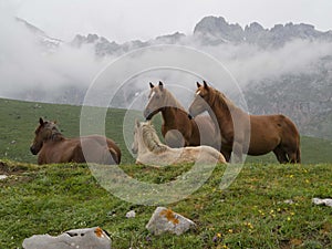 Caballos sobre el montana 